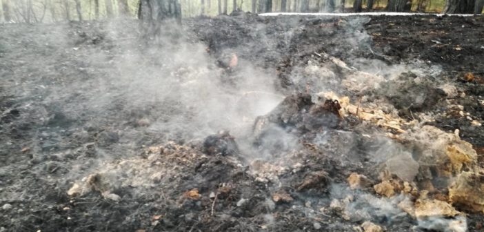 Ktoś podpala lasy w gminie Nowy Duninów?
