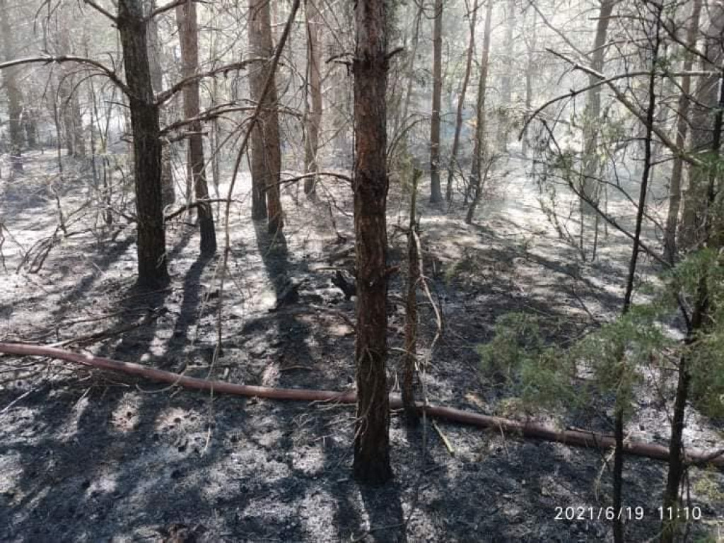 Płoną lasy. W powiecie płockim pożar gasiło 7 straży pożarnych [ZDJĘCIA]