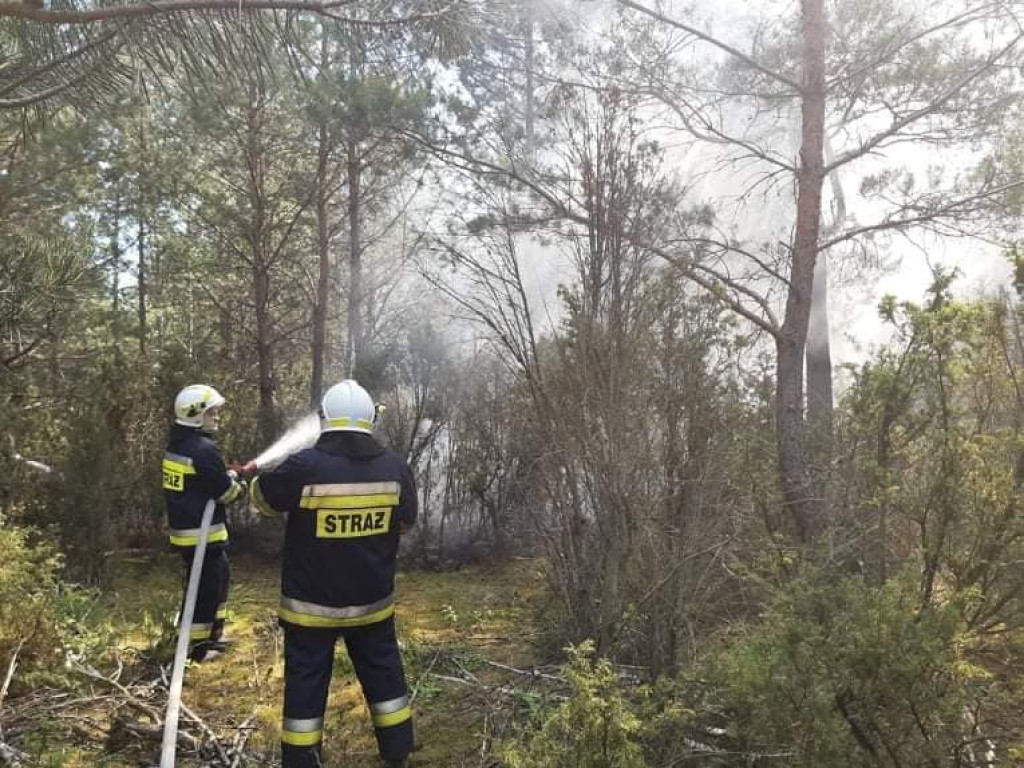 Płoną lasy. W powiecie płockim pożar gasiło 7 straży pożarnych [ZDJĘCIA]