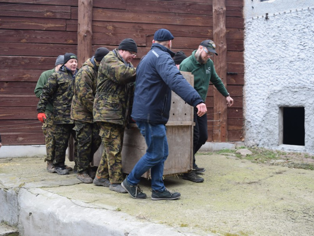 W płockim zoo znów mamy rodzinę lwów. Poznajcie Chipo, Kimani oraz Ullra [ZDJĘCIA]