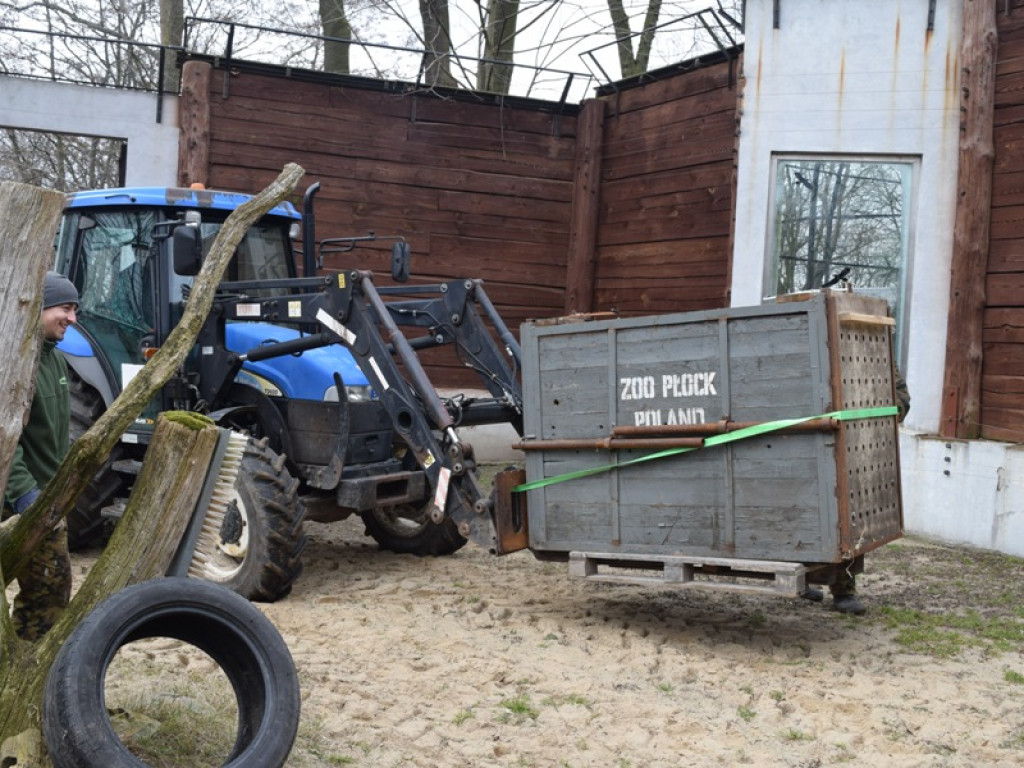 W płockim zoo znów mamy rodzinę lwów. Poznajcie Chipo, Kimani oraz Ullra [ZDJĘCIA]