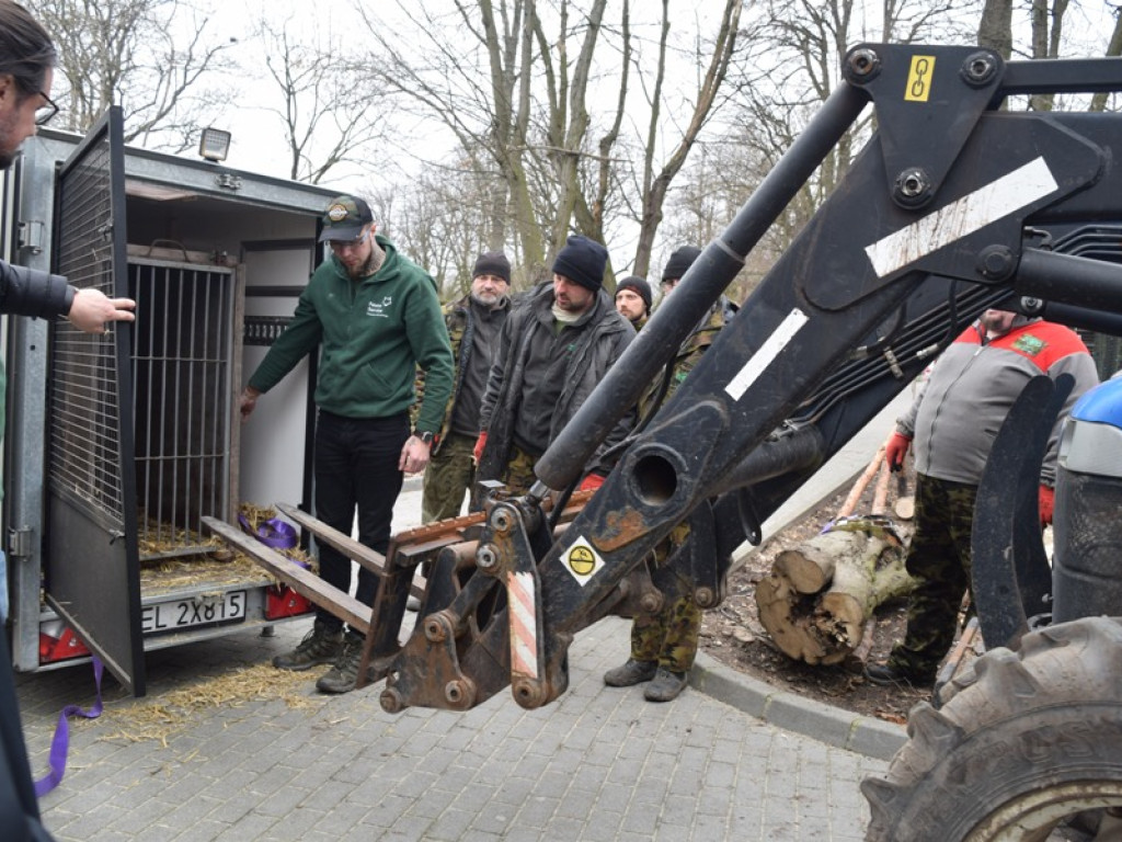 W płockim zoo znów mamy rodzinę lwów. Poznajcie Chipo, Kimani oraz Ullra [ZDJĘCIA]