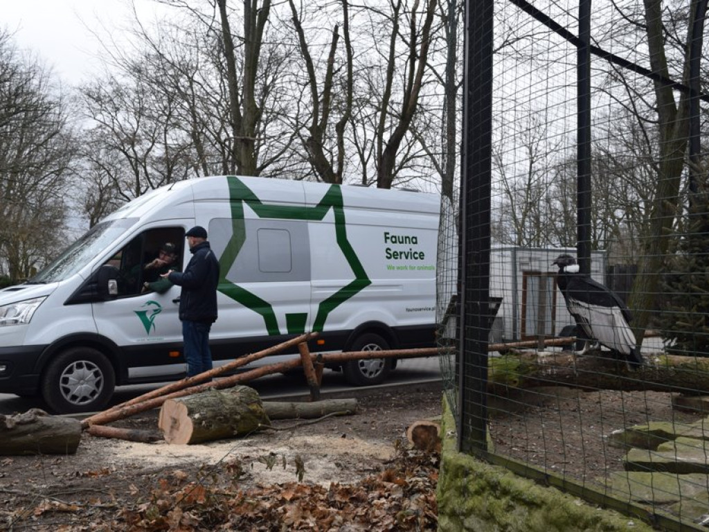 W płockim zoo znów mamy rodzinę lwów. Poznajcie Chipo, Kimani oraz Ullra [ZDJĘCIA]