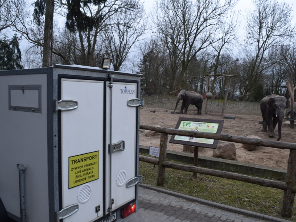 W płockim zoo znów mamy rodzinę lwów. Poznajcie Chipo, Kimani oraz Ullra [ZDJĘCIA]