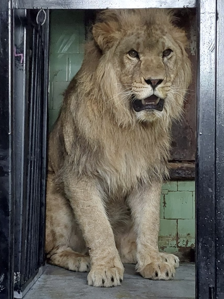 W płockim zoo znów mamy rodzinę lwów. Poznajcie Chipo, Kimani oraz Ullra [ZDJĘCIA]