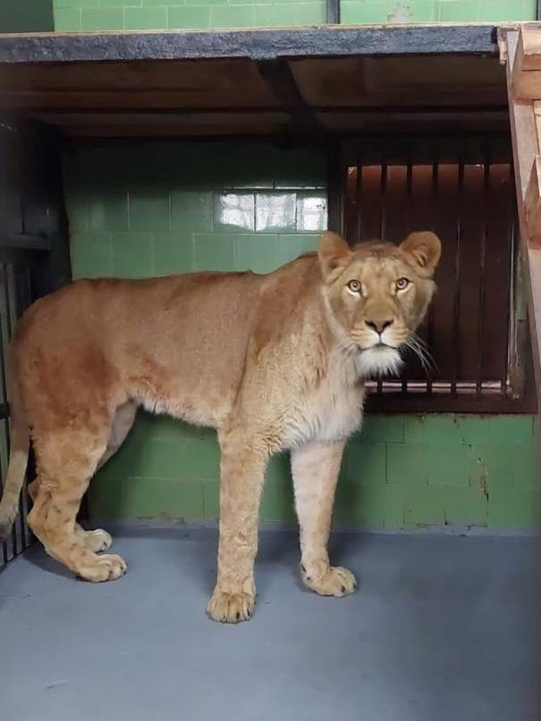 W płockim zoo znów mamy rodzinę lwów. Poznajcie Chipo, Kimani oraz Ullra [ZDJĘCIA]