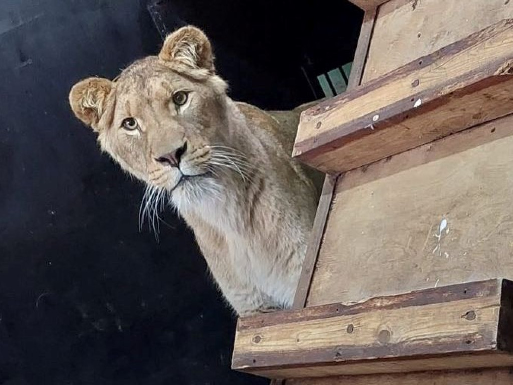 W płockim zoo znów mamy rodzinę lwów. Poznajcie Chipo, Kimani oraz Ullra [ZDJĘCIA]