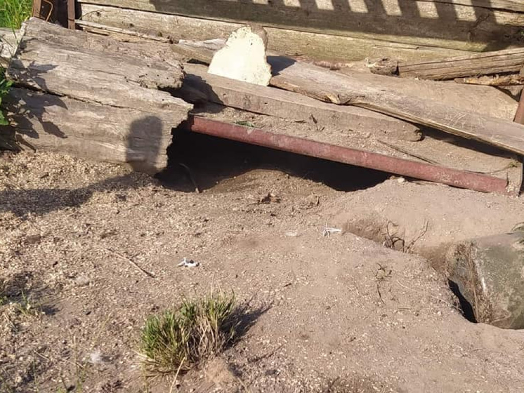 Na łańcuchach, bez bud, bez dostępu do wody i jedzenia. 