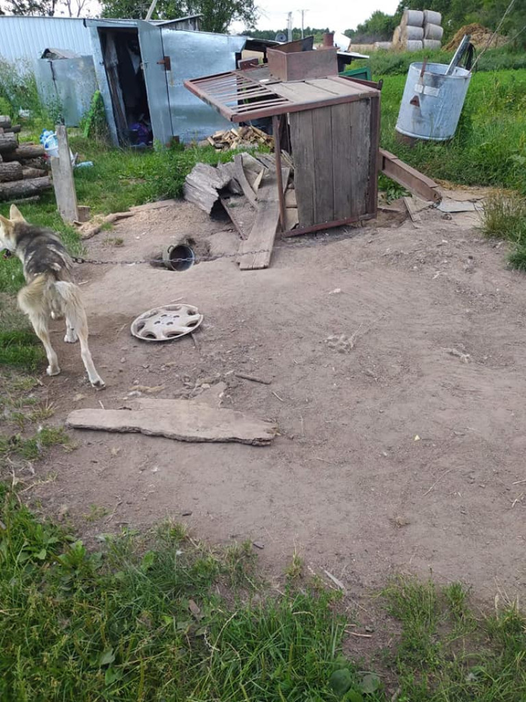 Na łańcuchach, bez bud, bez dostępu do wody i jedzenia. 