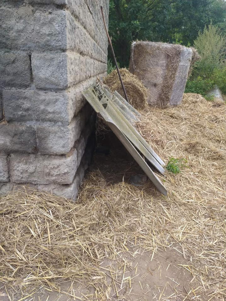 Na łańcuchach, bez bud, bez dostępu do wody i jedzenia. 
