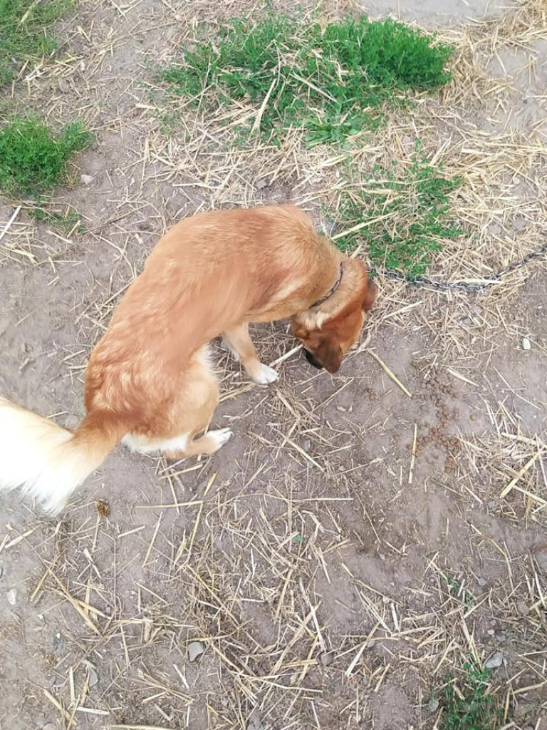 Na łańcuchach, bez bud, bez dostępu do wody i jedzenia. 