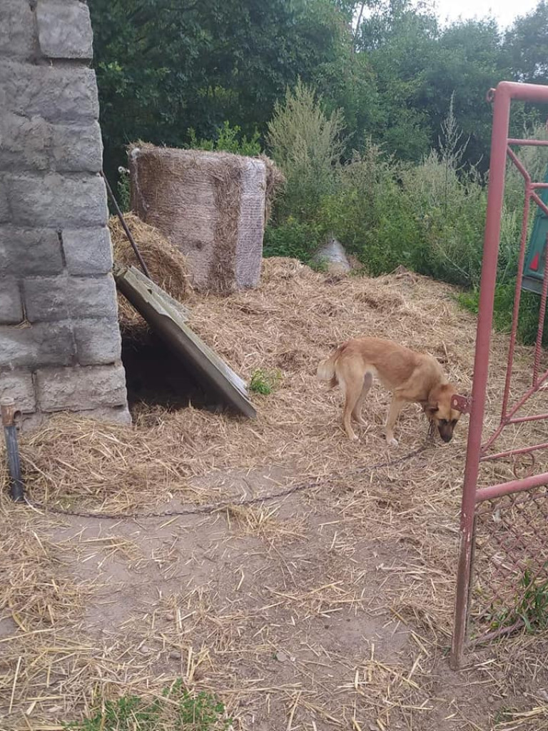 Na łańcuchach, bez bud, bez dostępu do wody i jedzenia. 