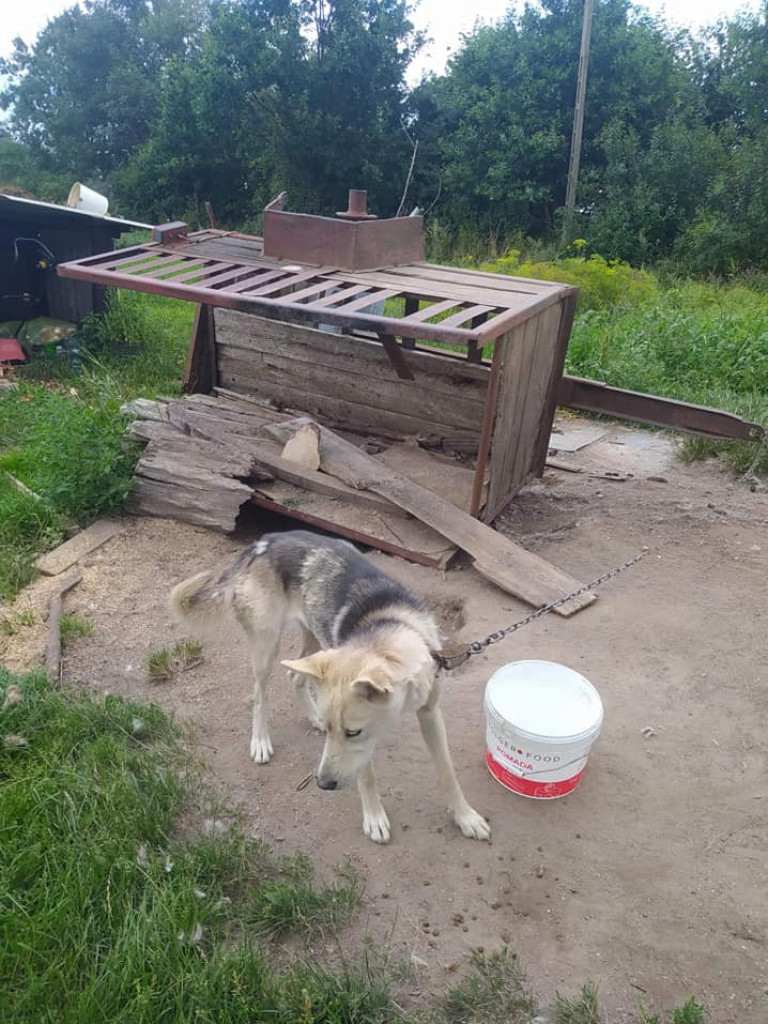 Na łańcuchach, bez bud, bez dostępu do wody i jedzenia. 