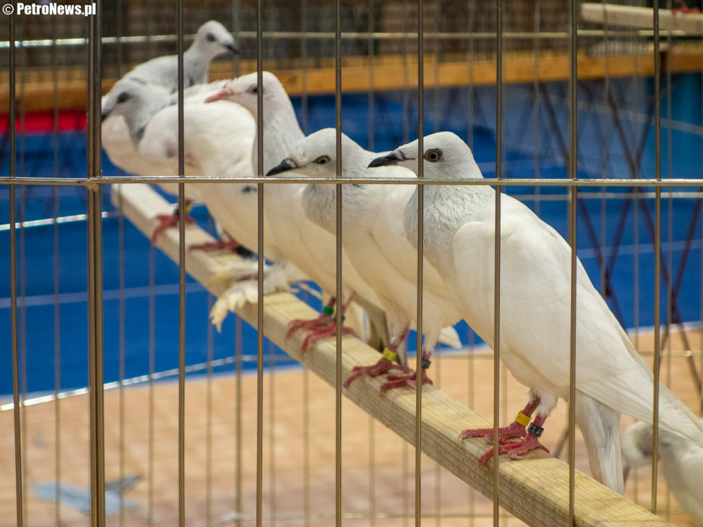 Najpiękniejsze gołębie rasowe na wystawie w Łącku [ZDJĘCIA]