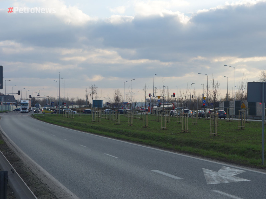 Dopiero posadzone drzewa będą wycięte?