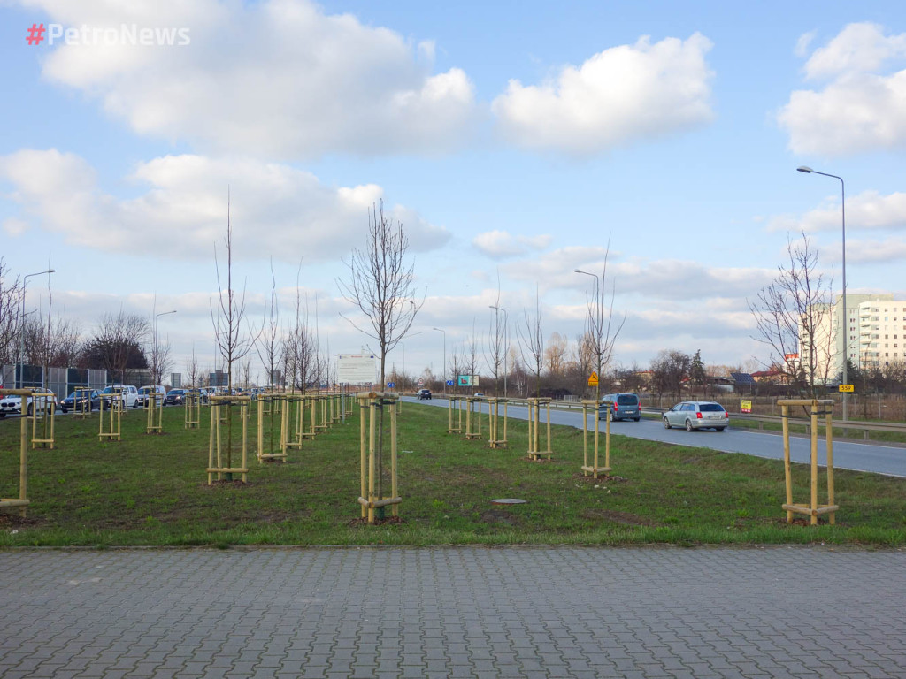 Dopiero posadzone drzewa będą wycięte?