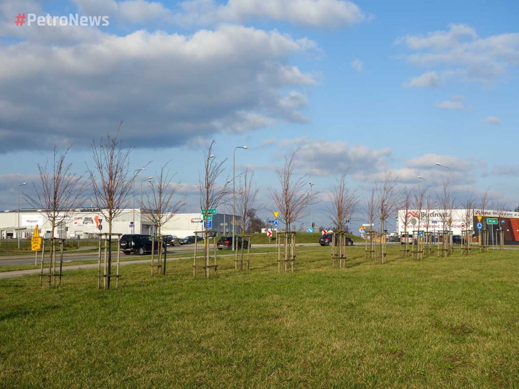 Dopiero posadzone drzewa będą wycięte?