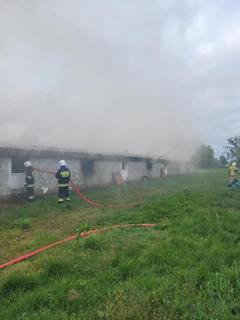 Potężny pożar kurników. W akcji ponad 120 strażaków [ZDJĘCIA]