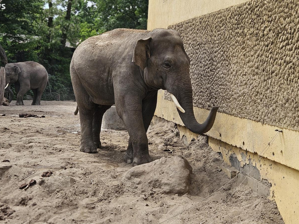 Niedzielny spacer po płockim zoo [ZDJĘCIA]