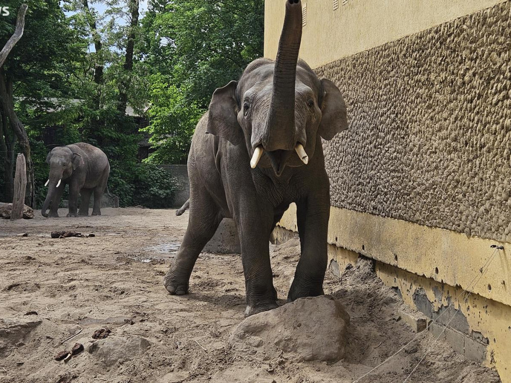 Niedzielny spacer po płockim zoo [ZDJĘCIA]