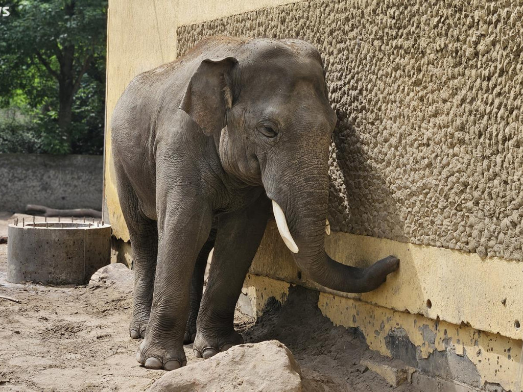 Niedzielny spacer po płockim zoo [ZDJĘCIA]