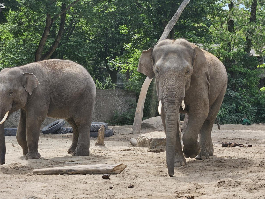 Niedzielny spacer po płockim zoo [ZDJĘCIA]