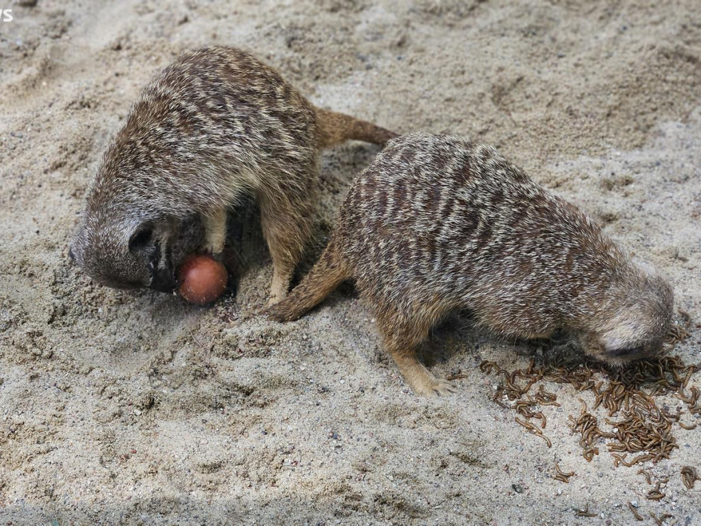Niedzielny spacer po płockim zoo [ZDJĘCIA]