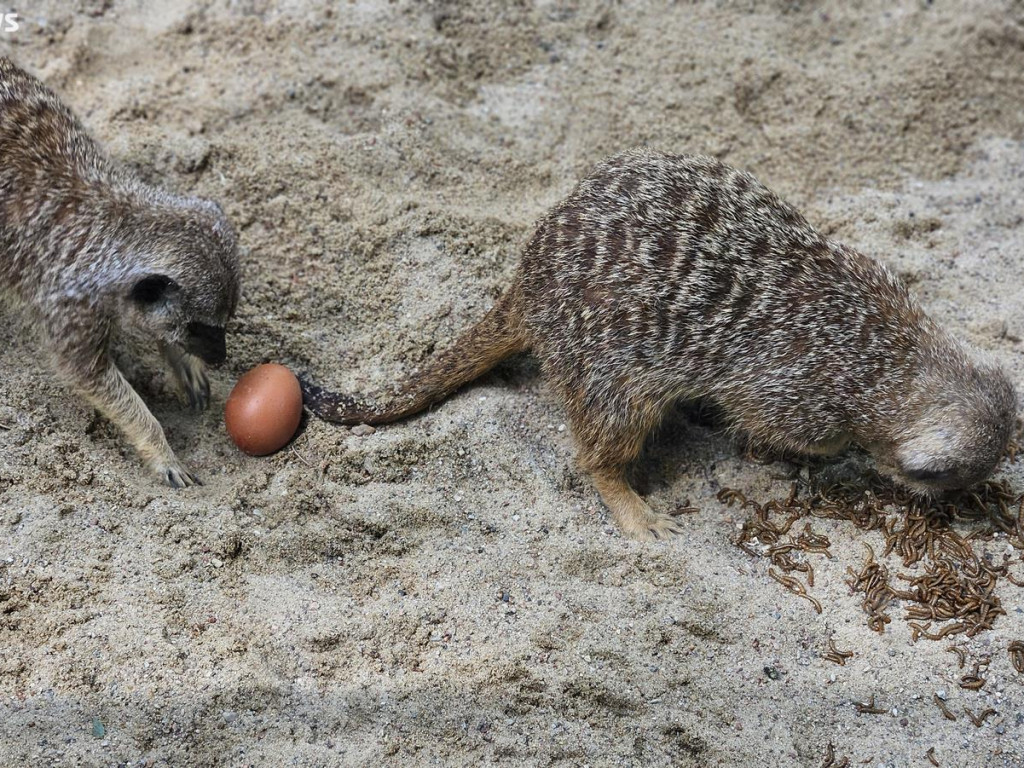 Niedzielny spacer po płockim zoo [ZDJĘCIA]