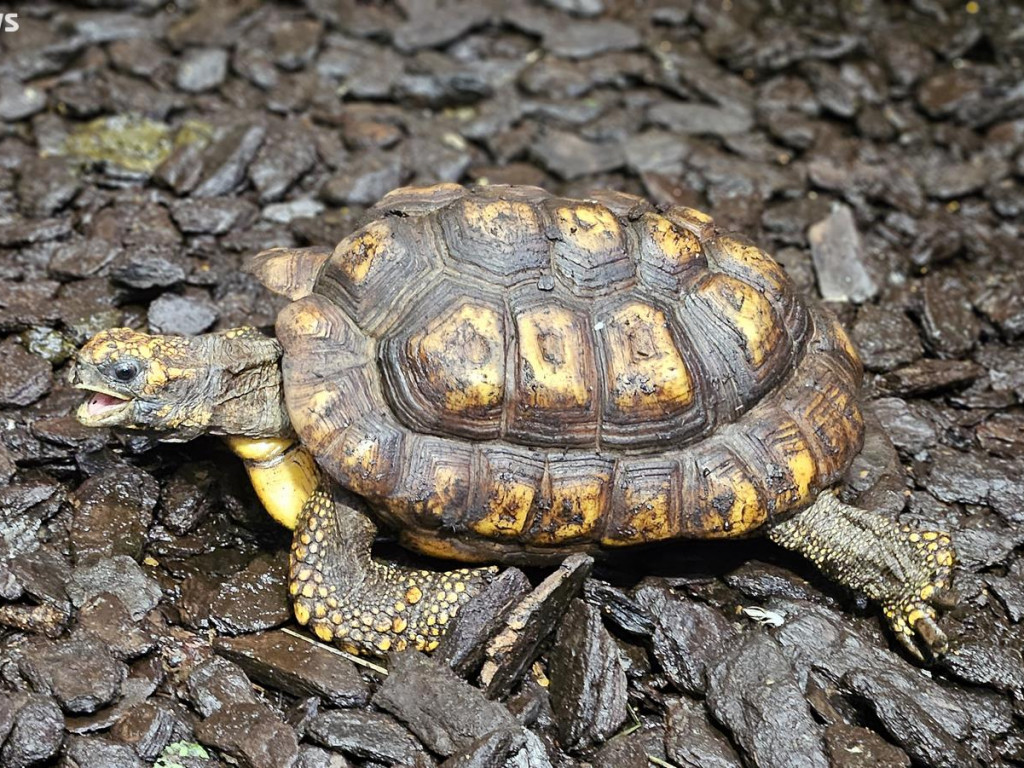 Niedzielny spacer po płockim zoo [ZDJĘCIA]
