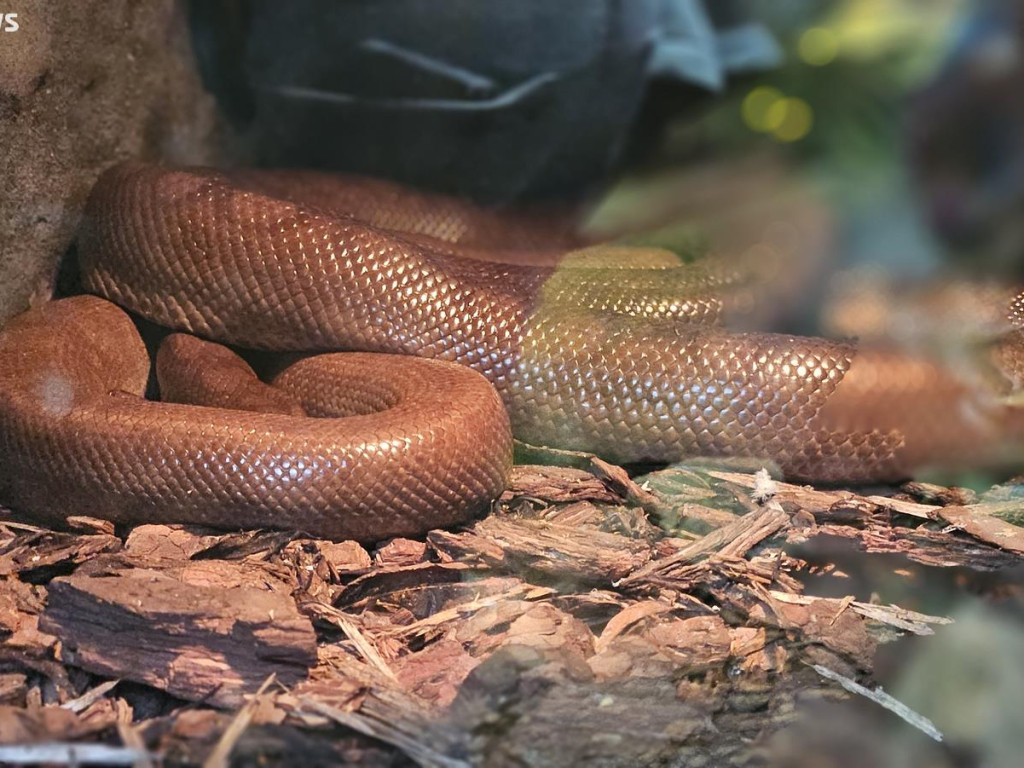 Niedzielny spacer po płockim zoo [ZDJĘCIA]