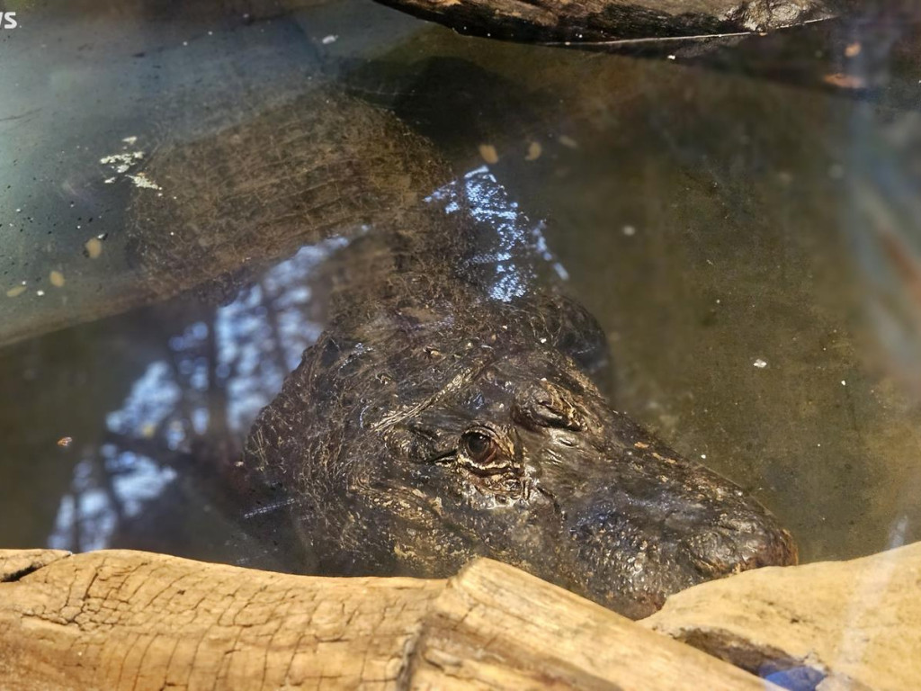 Niedzielny spacer po płockim zoo [ZDJĘCIA]
