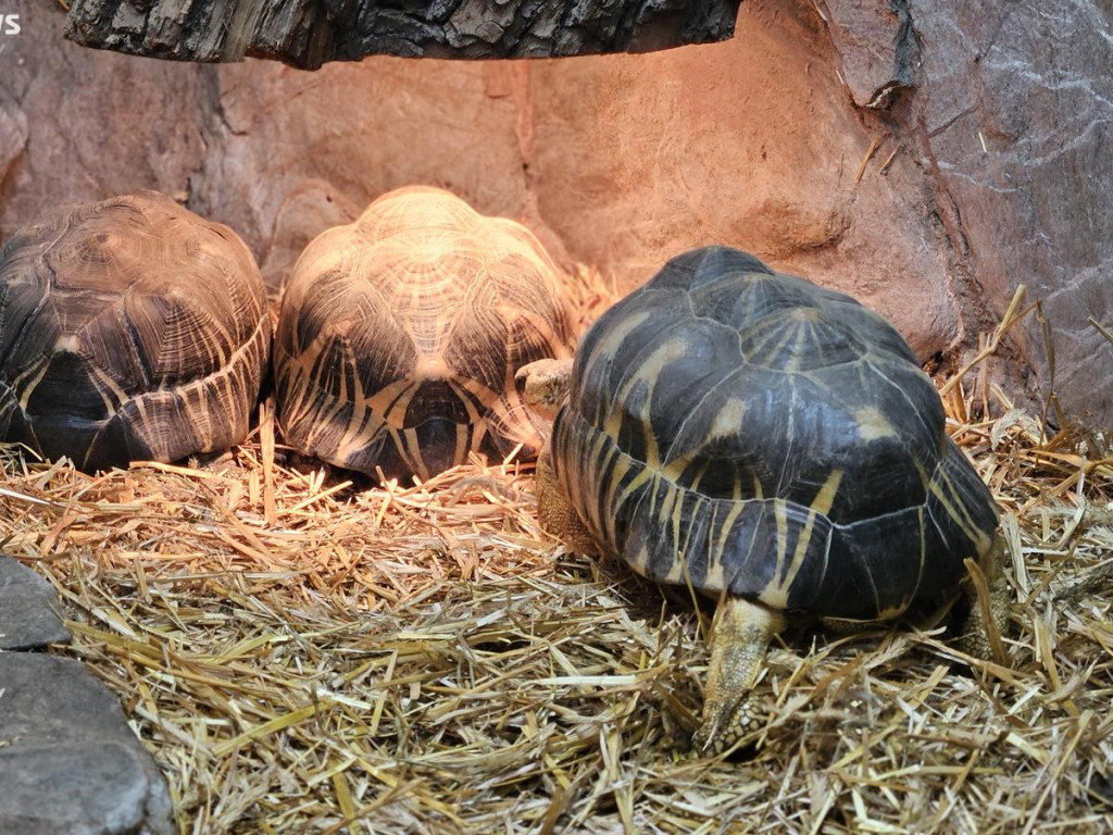 Niedzielny spacer po płockim zoo [ZDJĘCIA]