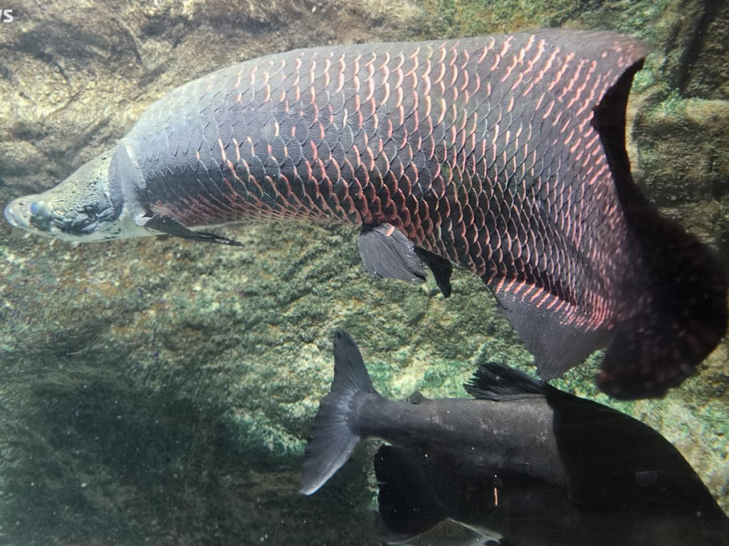 Niedzielny spacer po płockim zoo [ZDJĘCIA]