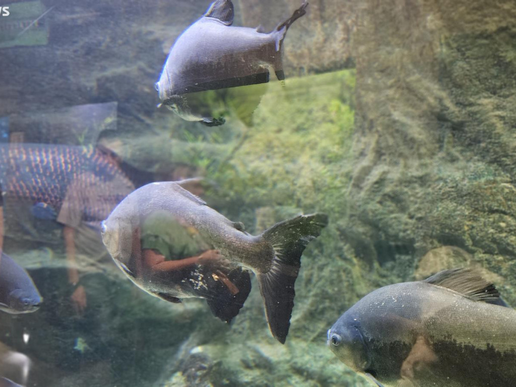 Niedzielny spacer po płockim zoo [ZDJĘCIA]