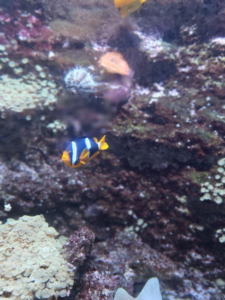 Niedzielny spacer po płockim zoo [ZDJĘCIA]