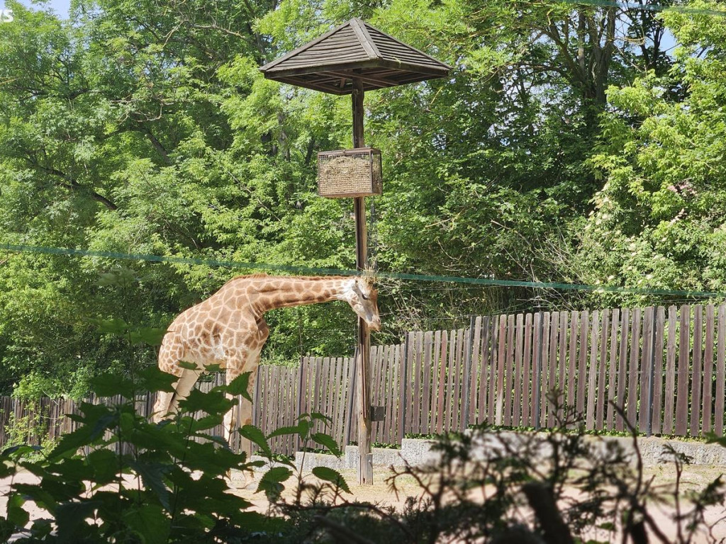 Niedzielny spacer po płockim zoo [ZDJĘCIA]