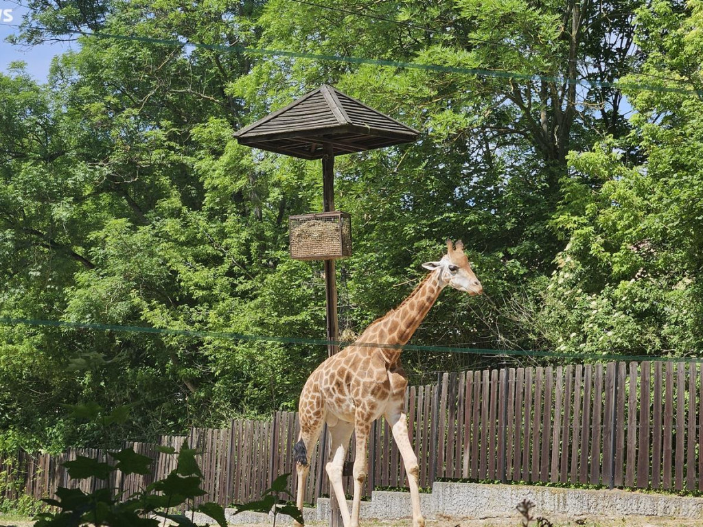 Niedzielny spacer po płockim zoo [ZDJĘCIA]