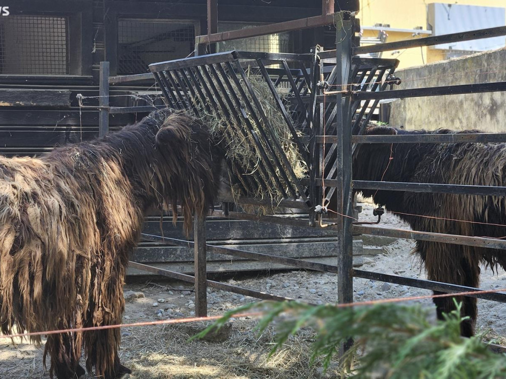 Niedzielny spacer po płockim zoo [ZDJĘCIA]
