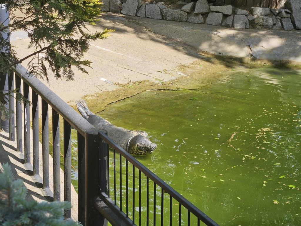 Niedzielny spacer po płockim zoo [ZDJĘCIA]