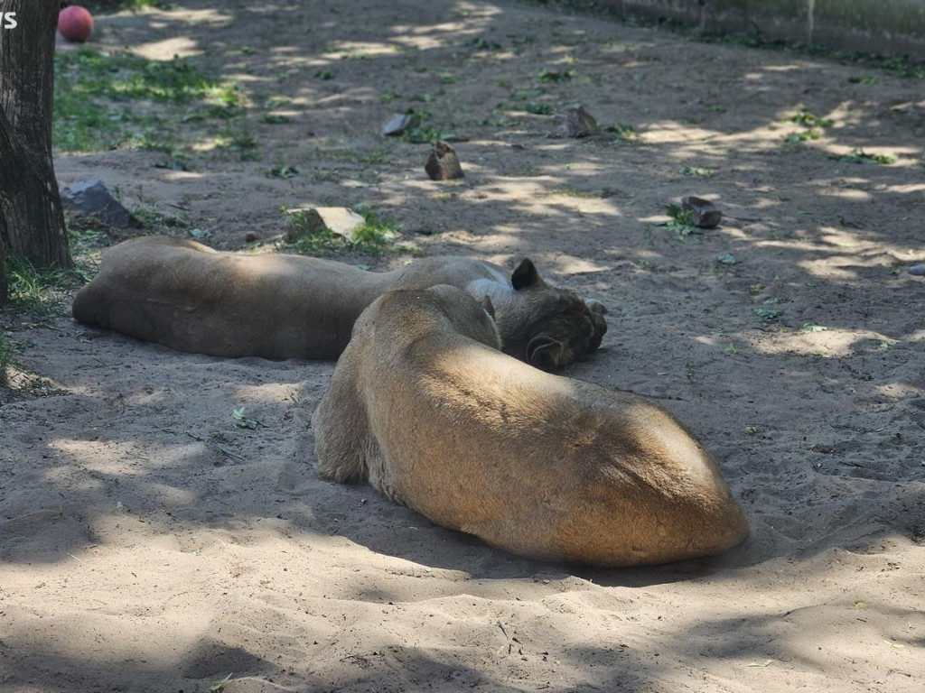 Niedzielny spacer po płockim zoo [ZDJĘCIA]