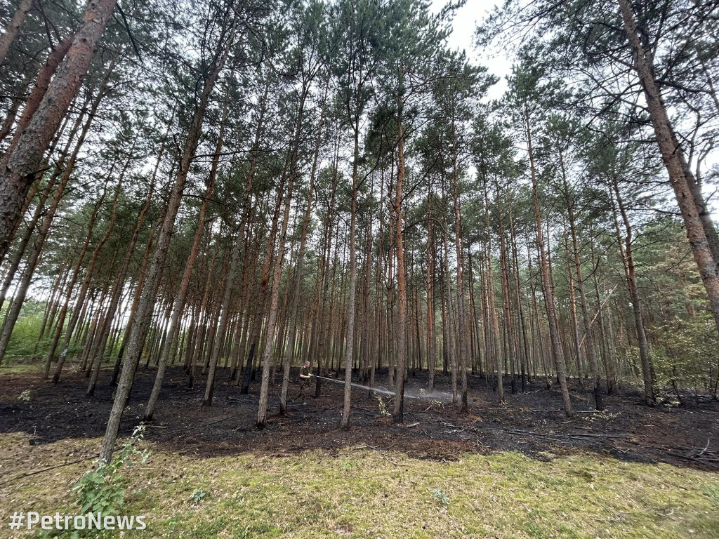 Płoną lasy wokół Płocka. Leśnicy apelują