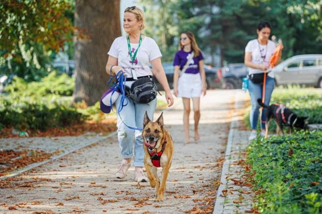 Nabór wolontariuszy, chętnych opiekować się psami