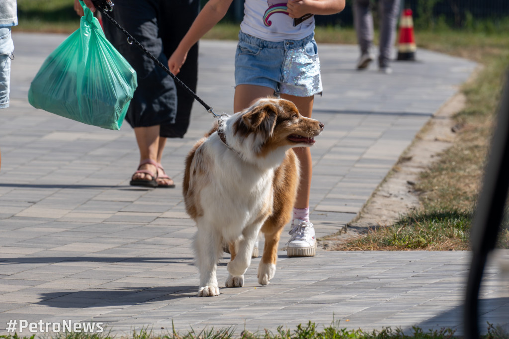 49. Mazowiecka Wystawa Psów Rasowych