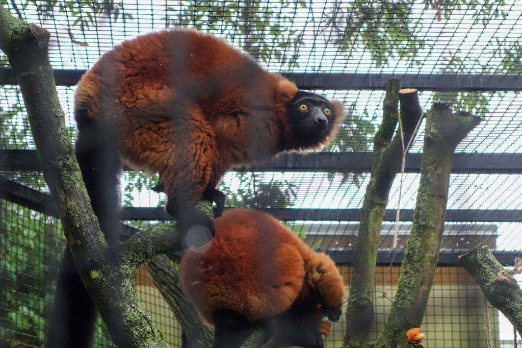 Nowe zwierzęta pojawiły się w płockim ZOO