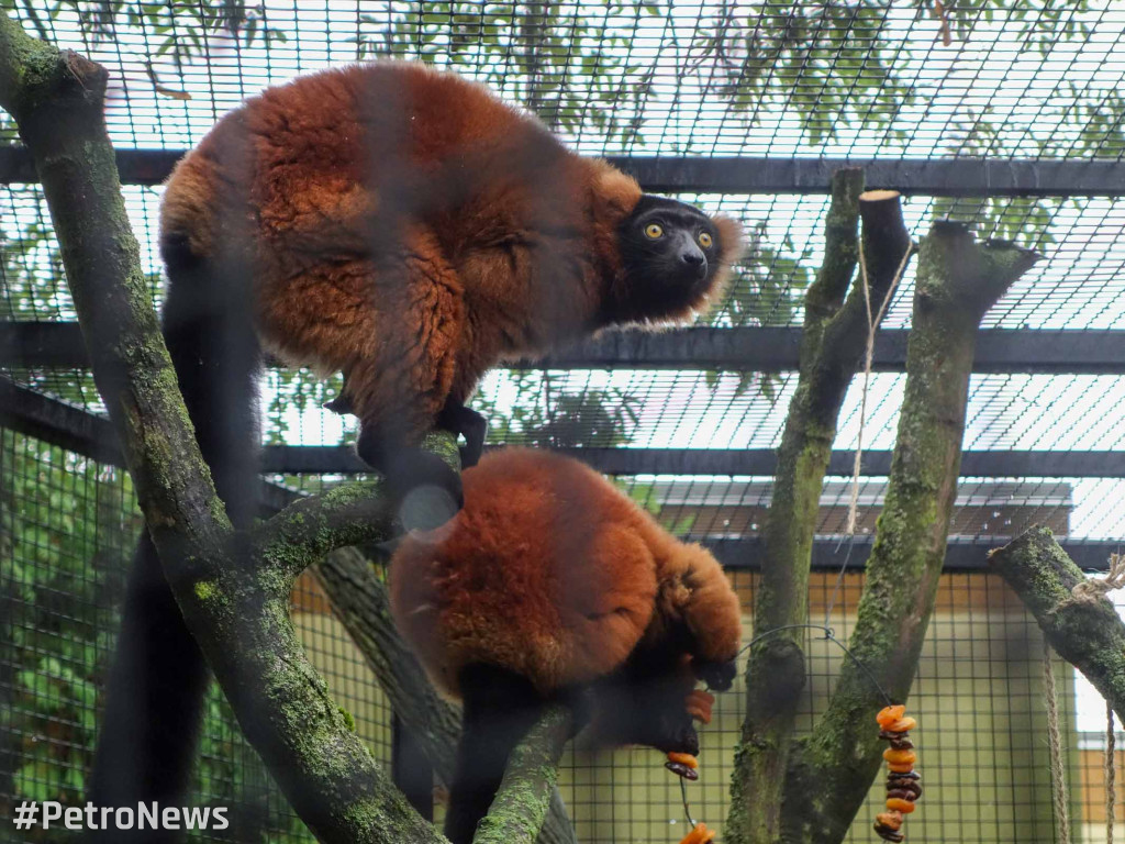 Nowe zwierzęta pojawiły się w płockim ZOO