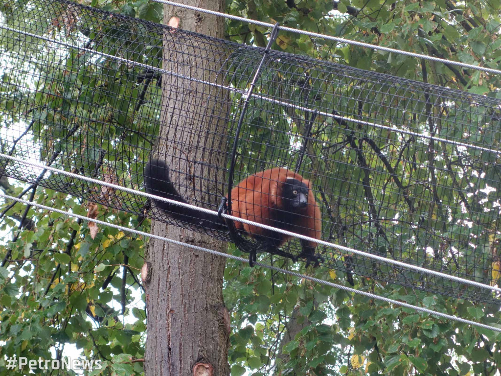 Nowe zwierzęta pojawiły się w płockim ZOO