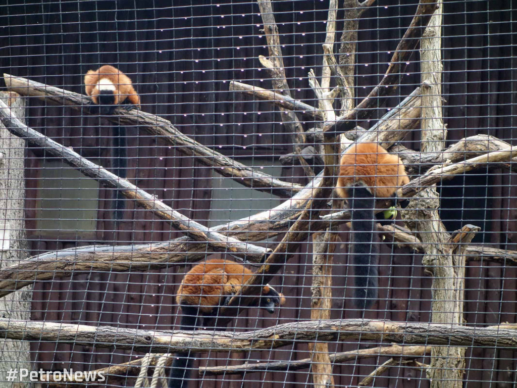 Nowe zwierzęta pojawiły się w płockim ZOO