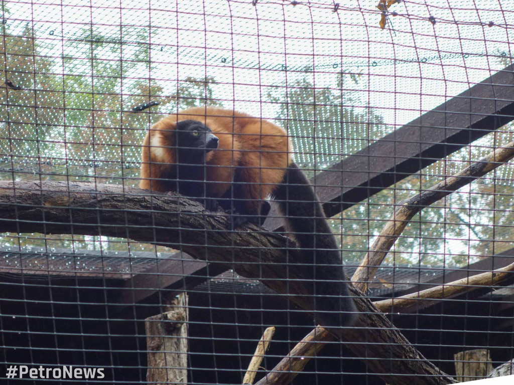 Nowe zwierzęta pojawiły się w płockim ZOO