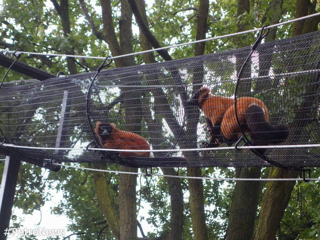 Nowe zwierzęta pojawiły się w płockim ZOO