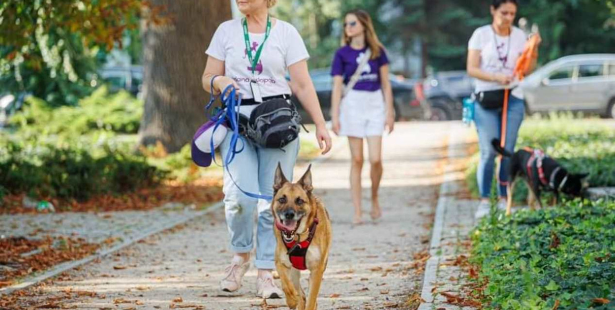 Fot. Stowarzyszenie Pomocy Zwierzętom Udana Adopcja